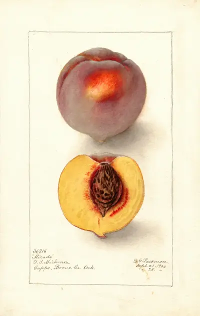 Prunus persica: Micado av Deborah Griscom Passmore