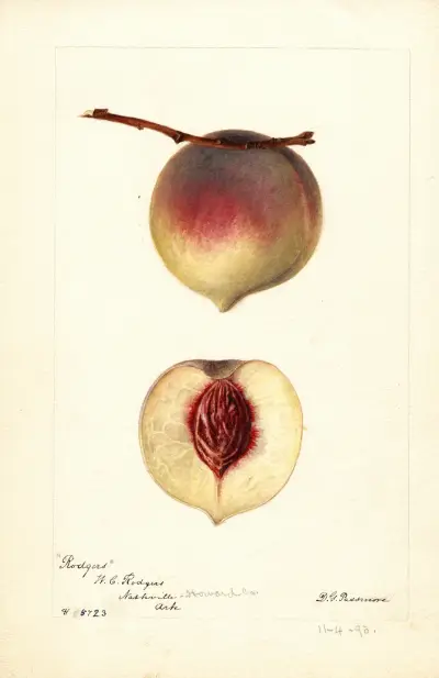 Prunus persica: Rodgers av Deborah Griscom Passmore