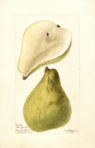 Pyrus communis: Arbre Courbe av Deborah Griscom Passmore