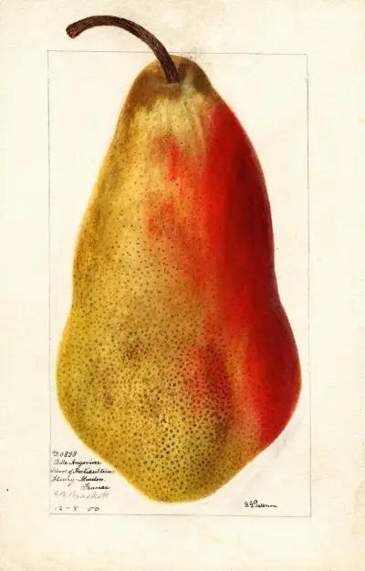 Pyrus communis: Belle Angevine av Deborah Griscom Passmore