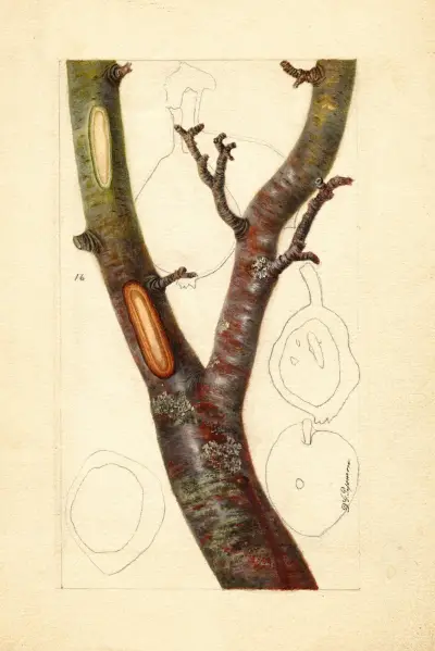 Pyrus communis: Howell av Deborah Griscom Passmore