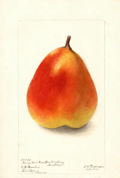 Pyrus communis: Konig Karl von Wurttemberg av Deborah Griscom Passmore
