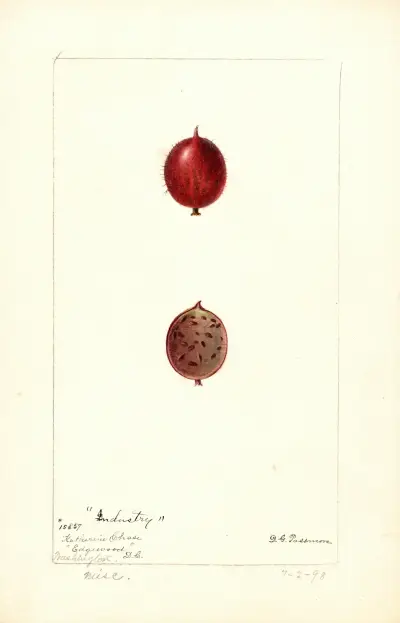 Ribes: Industry av Deborah Griscom Passmore