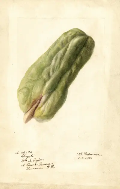 Sechium edule av Deborah Griscom Passmore