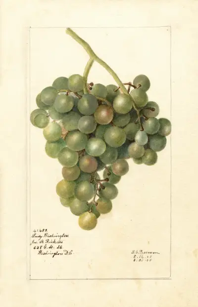 Vitis: Lady Washington av Deborah Griscom Passmore
