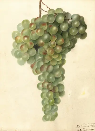 Vitis: Malaga av Deborah Griscom Passmore