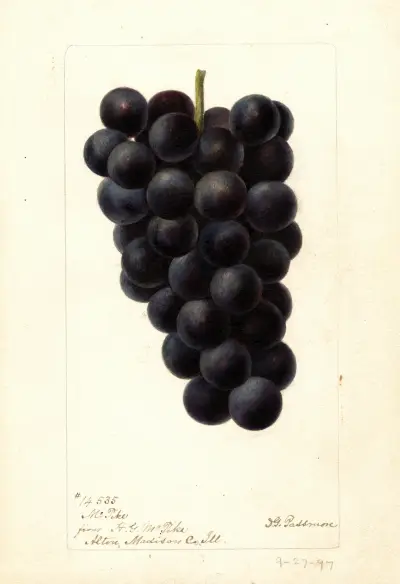 Vitis: McPike av Deborah Griscom Passmore