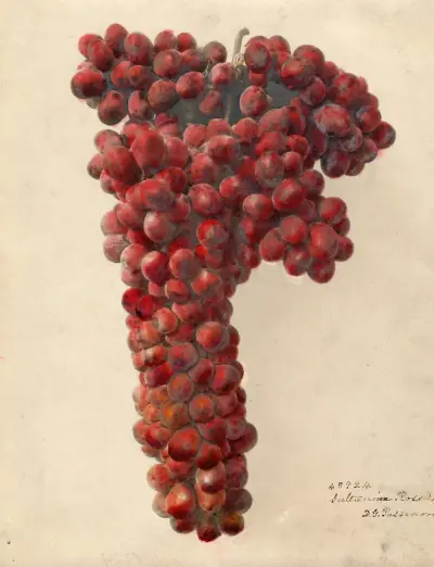 Vitis: Sultanina Rosea – nr 1 av Deborah Griscom Passmore