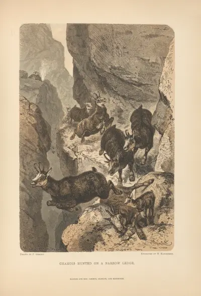 Gämse auf einem schmalen Felsvorsprung gejagt von Theodor Gsell Fels