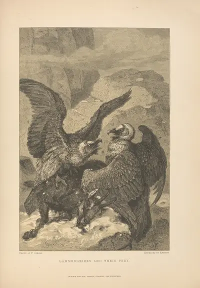 F. Specht – Lammergeiers and their Prey av Theodor Gsell Fels