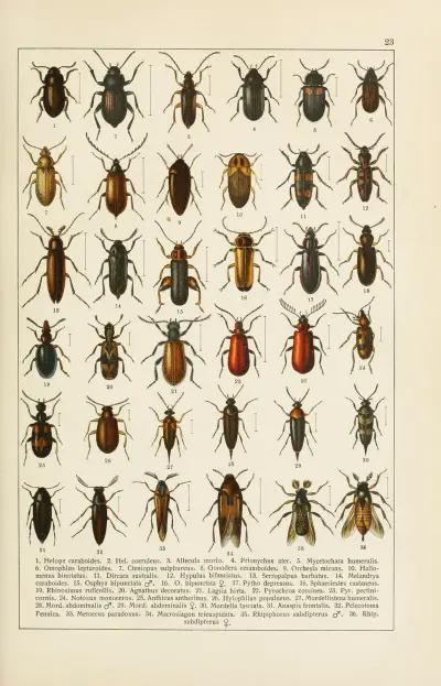 Calwers Käferbuch Pl.03 av Carl Gustav Calwer