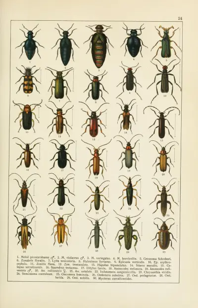 Calwers Käferbuch Pl.04 av Carl Gustav Calwer