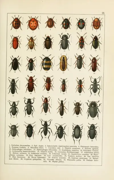 Calwers Käferbuch Pl.05 av Carl Gustav Calwer