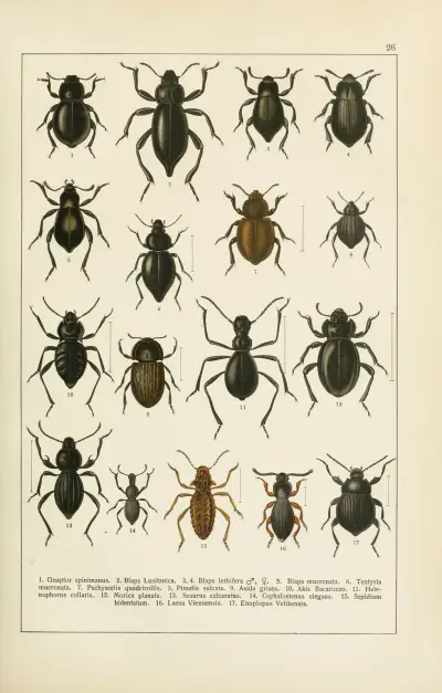 Calwers Käferbuch Pl.06 av Carl Gustav Calwer