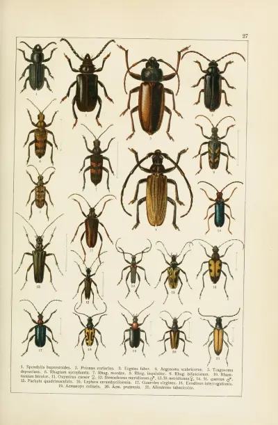 Calwers Käferbuch Pl.07 av Carl Gustav Calwer