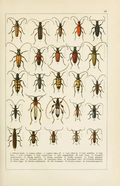 Calwers Käferbuch Pl.08 av Carl Gustav Calwer