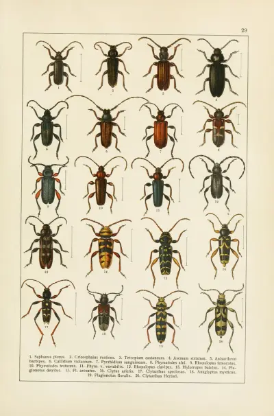 Calwers Käferbuch Pl.09 av Carl Gustav Calwer
