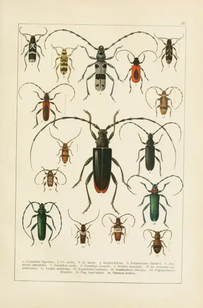Calwers Käferbuch Pl.10 av Carl Gustav Calwer
