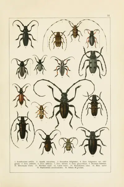 Calwers Käferbuch Pl.11 av Carl Gustav Calwer