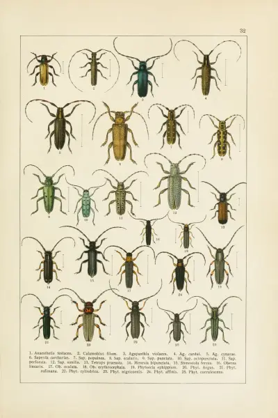 Calwers Käferbuch Pl.12 av Carl Gustav Calwer