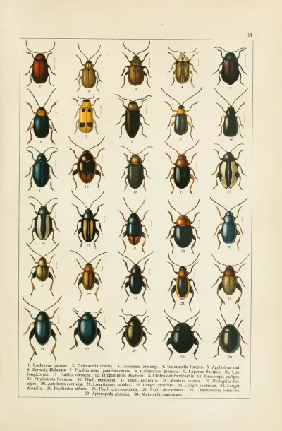 Calwers Käferbuch Pl.14 av Carl Gustav Calwer