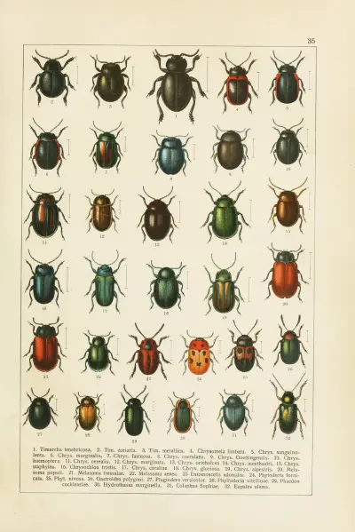 Calwers Käferbuch Pl.15 av Carl Gustav Calwer