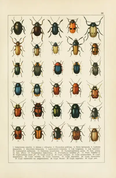 Calwers Käferbuch Pl.16 av Carl Gustav Calwer