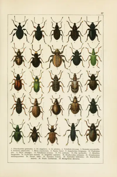 Calwers Käferbuch Pl.17 av Carl Gustav Calwer