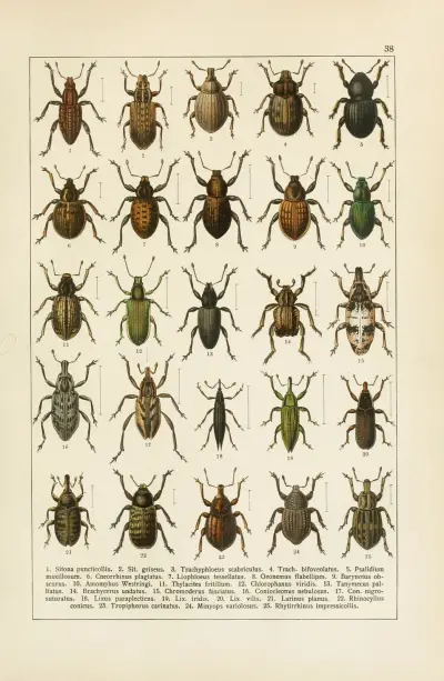 Calwers Käferbuch Pl.18 av Carl Gustav Calwer