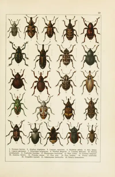 Calwers Käferbuch Pl.19 av Carl Gustav Calwer