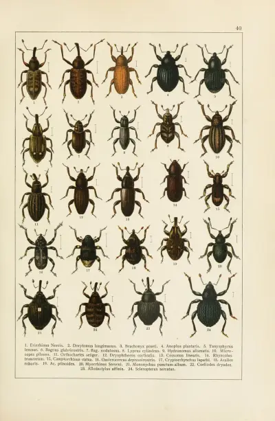 Calwers Käferbuch Pl.20 av Carl Gustav Calwer