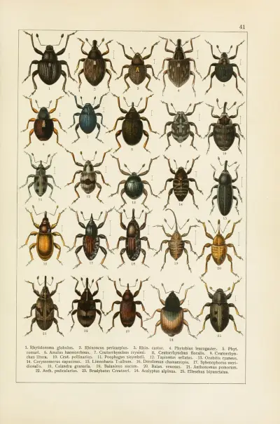 Calwers Käferbuch Pl.21 av Carl Gustav Calwer
