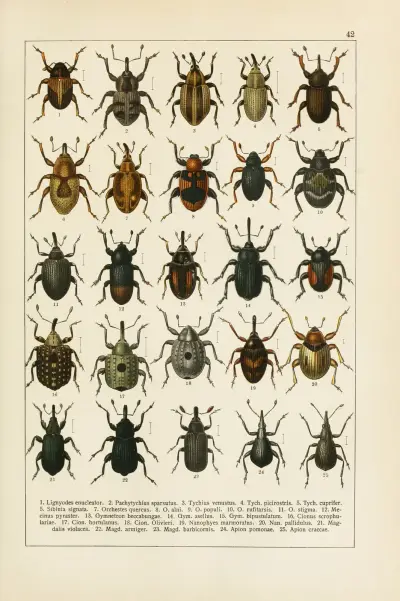 Calwers Käferbuch Pl.22 av Carl Gustav Calwer