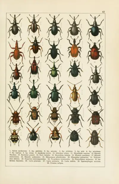 Calwers Käferbuch Pl.23 av Carl Gustav Calwer