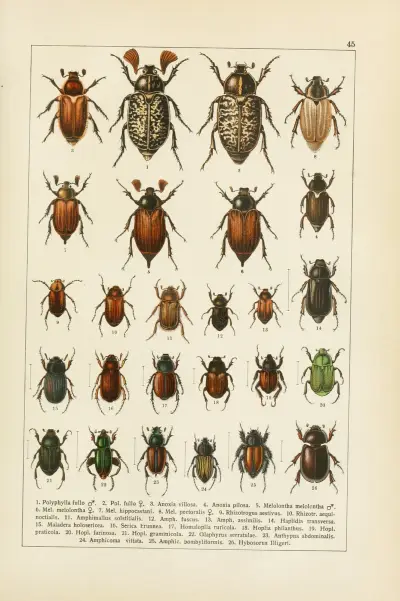 Calwers Käferbuch Pl.25 av Carl Gustav Calwer