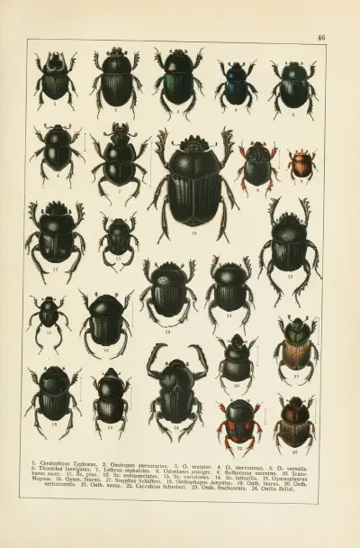 Calwers Käferbuch Pl.26 av Carl Gustav Calwer
