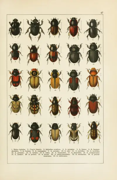Calwers Käferbuch Pl.27 av Carl Gustav Calwer