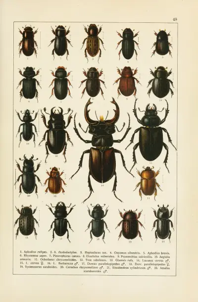 Calwers skalbaggsbok Pl.28 av Carl Gustav Calwer