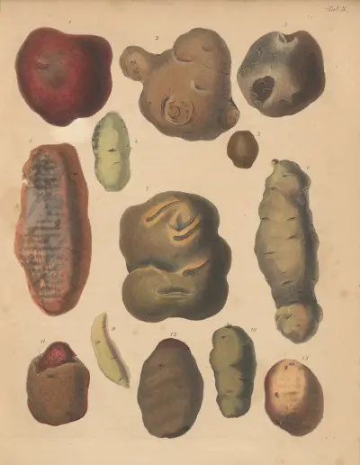 Deutschlands Feld- und Gartengewächse Pl.02 av Carl Gustav Calwer