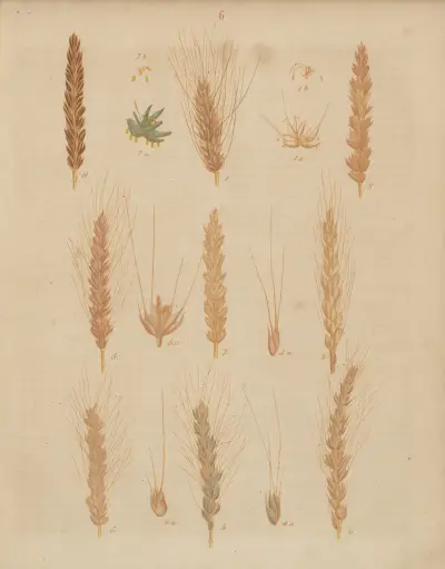 Deutschlands Feld- und Gartengewächse Pl.06 av Carl Gustav Calwer