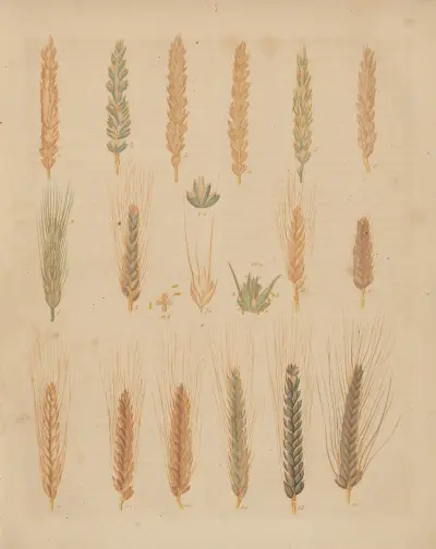 Deutschlands Feld- und Gartengewächse Pl.07 av Carl Gustav Calwer