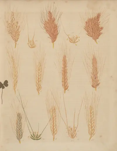 Deutschlands Feld- und Gartengewächse Pl.08 av Carl Gustav Calwer