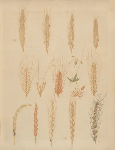 Deutschlands Feld- und Gartengewächse Pl.09 av Carl Gustav Calwer