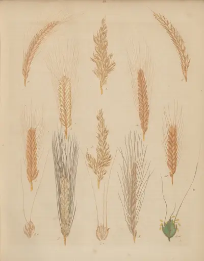 Deutschlands Feld- und Gartengewächse Pl.10 av Carl Gustav Calwer