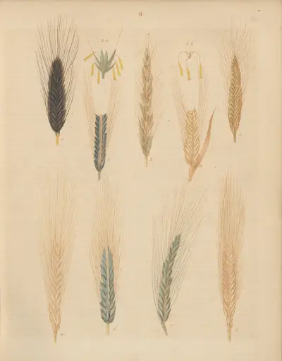 Deutschlands Feld- und Gartengewächse Pl.11 av Carl Gustav Calwer