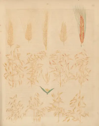 Deutschlands Feld- und Gartengewächse Pl.12 av Carl Gustav Calwer