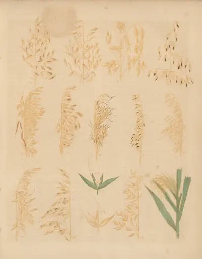 Deutschlands Feld- und Gartengewächse Pl.13 av Carl Gustav Calwer