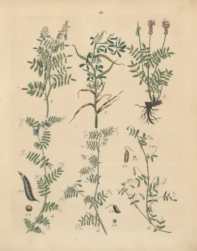Deutschlands Feld- und Gartengewächse Pl.18 av Carl Gustav Calwer