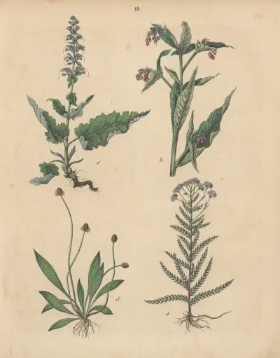 Deutschlands Feld- und Gartengewächse Pl.19 av Carl Gustav Calwer