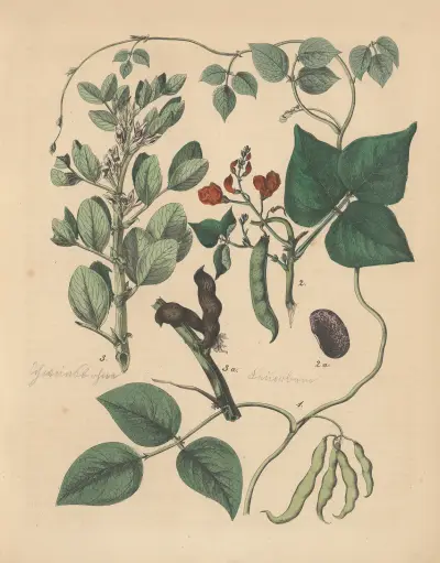 Deutschlands Feld- und Gartengewächse Pl.20 av Carl Gustav Calwer